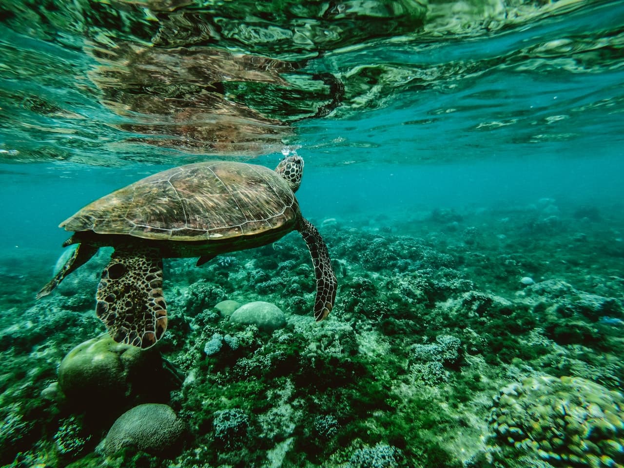 Costa Rica pierde biodiversidad marina