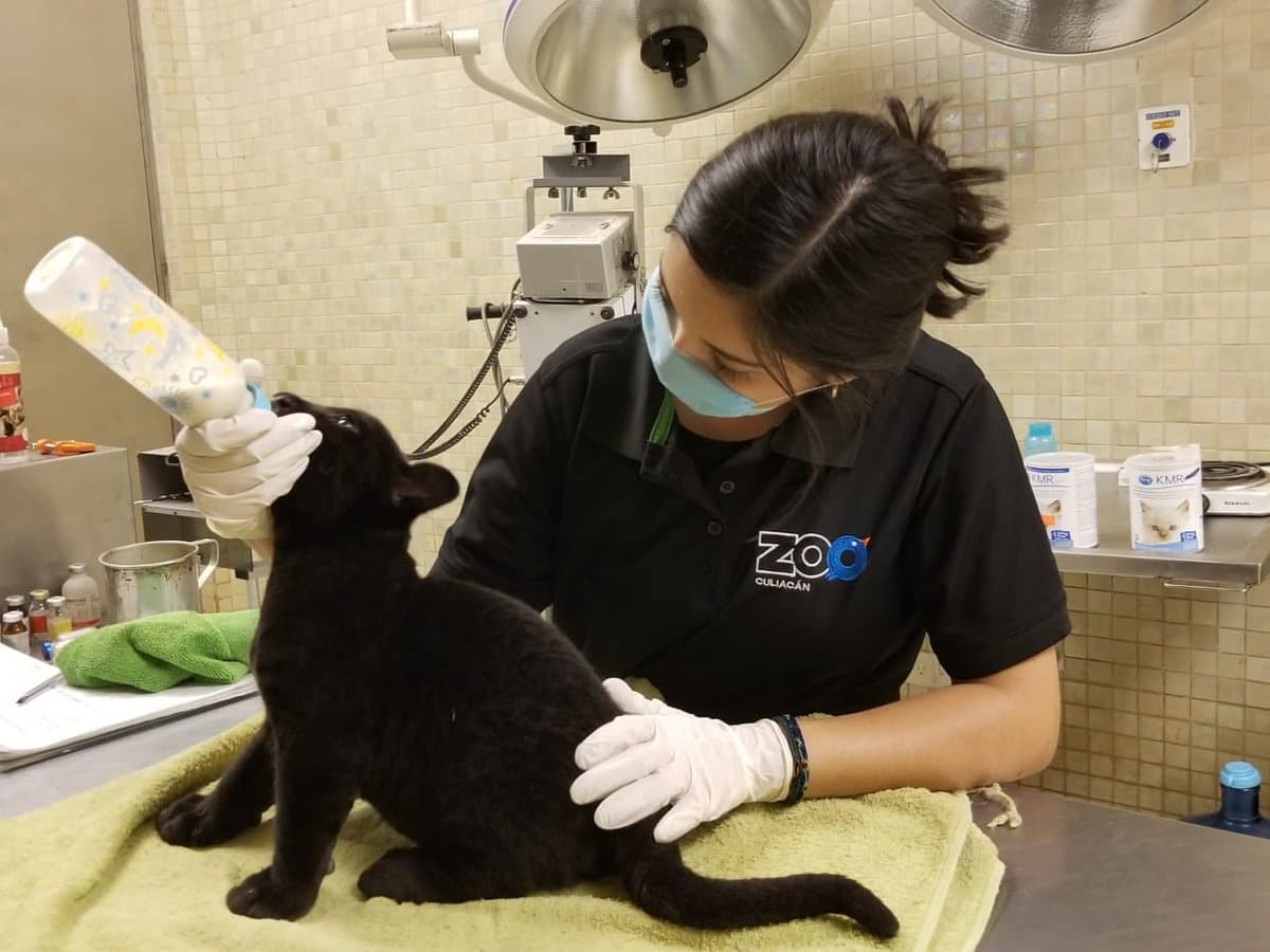 Hay nuevo inquilino en el Zoológico de Culiacán, un jaguar negro
