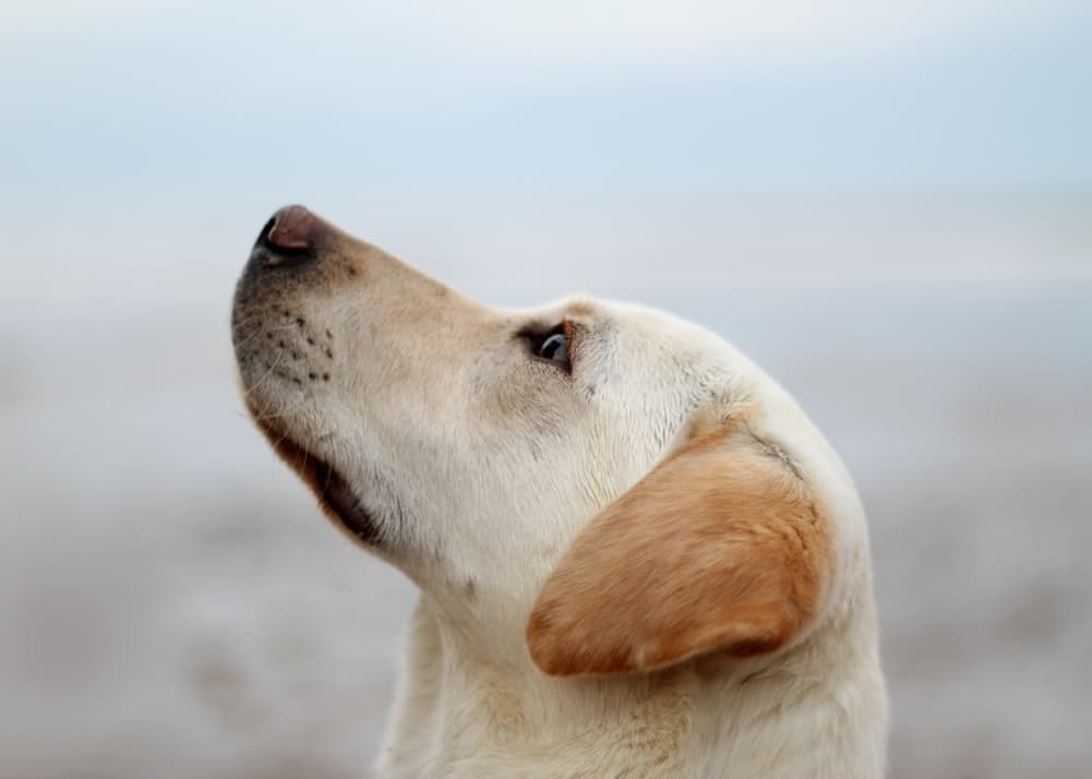 De esta manera evitarás que un perro te muerda