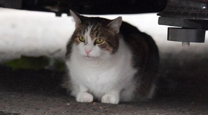 El gato que detuvo a ‘La Bestia’ de Trump
