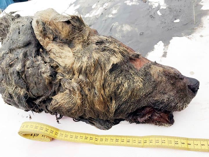 Encuentran cabeza de lobo gigante de hace más de 40 mil años