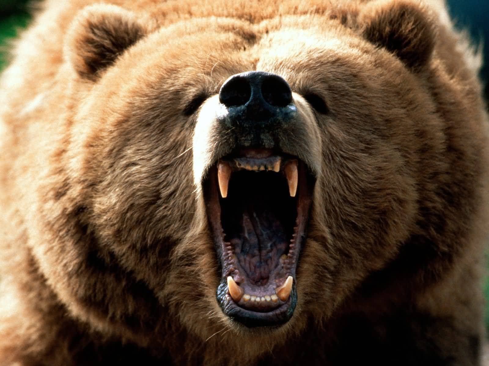 Este sujeto golpeó a un oso en la cara y se salvó de morir