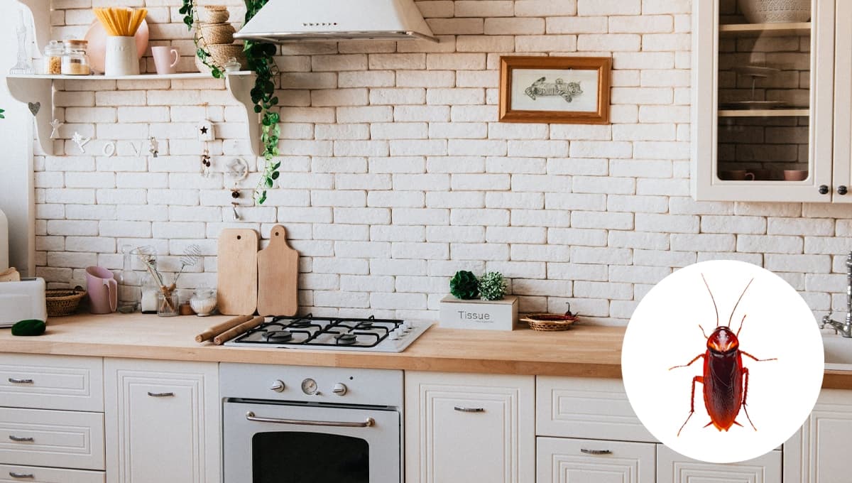 ¿Cómo ahuyentar las cucarachas de la cocina con solo 2 ingredientes?