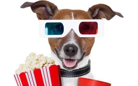En estos cines podrás disfrutar de una película con tu perro