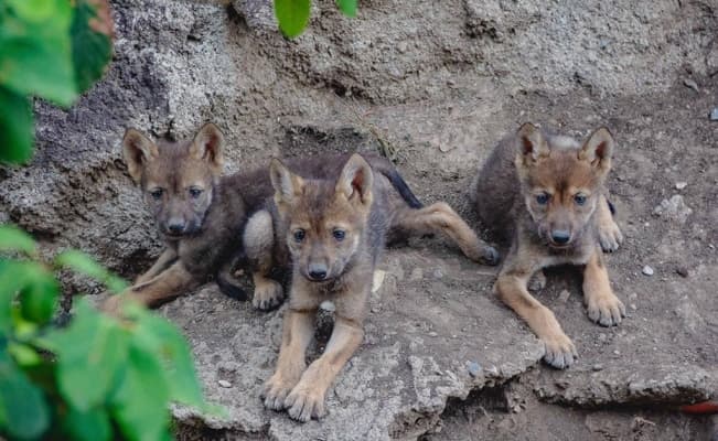 Nacen tres crías de lobo mexicano considerados extintos en vida salvaje