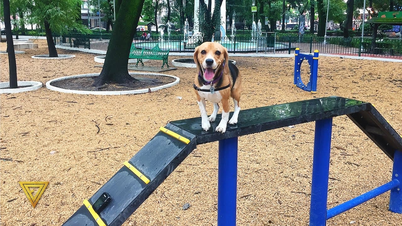 Saca la correa y lleva a tus perros a estos nuevos parques caninos en la CDMX