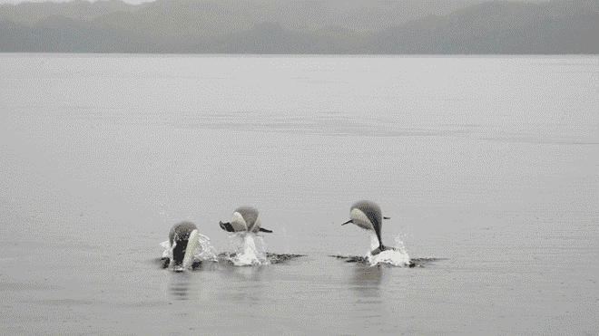 Por primera vez fotografían al delfín liso en Chile