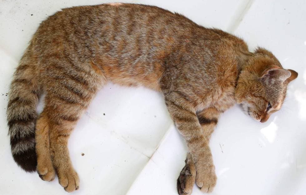 Investigadores franceses descubren una nueva especie: un gato-zorro