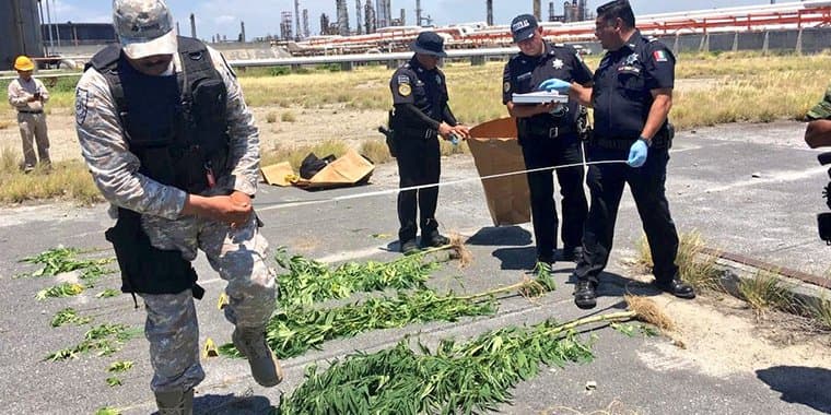 Retiran plantas de marihuana de una refinería de Pemex