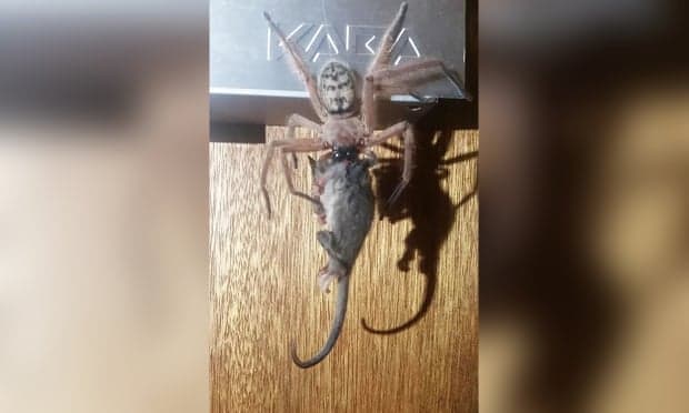 Una araña se come a zarigüeya en Australia