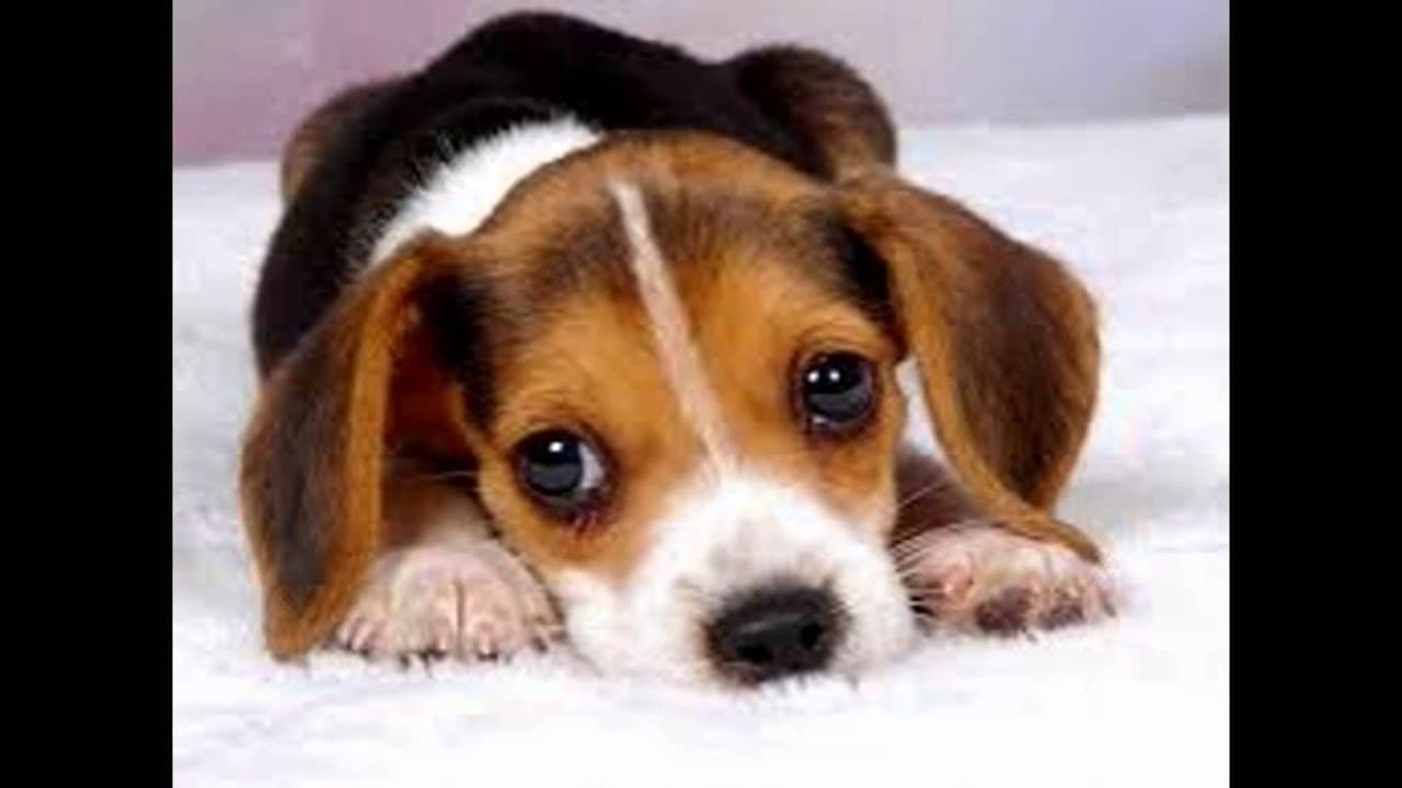 El ser humano es el responsable de las caritas de ternura de los perros