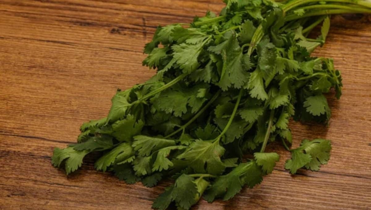 Precio del cilantro HOY 14 de junio en Walmart y la Central de Abastos | Por manojo y por kilo