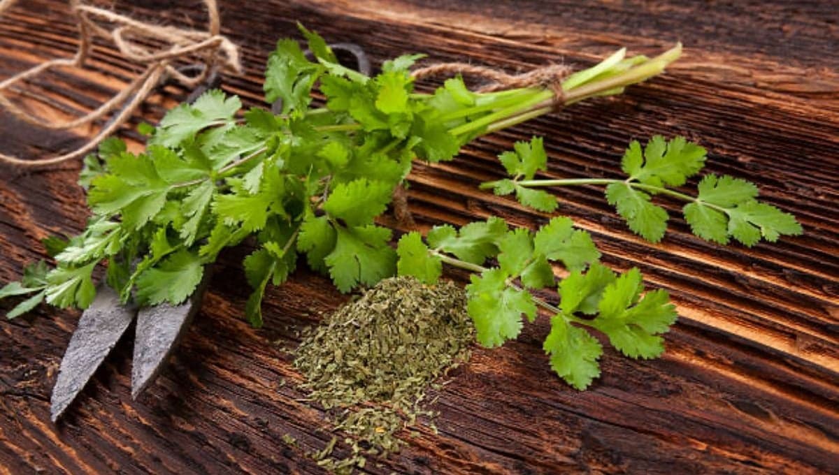 Precio del cilantro HOY 19 de junio en Walmart y la Central de Abastos | Por manojo y por kilo