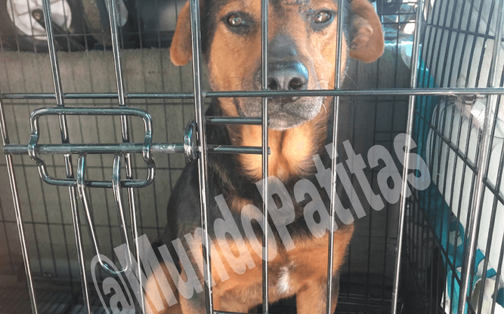 Muere Chincolo, el perro que sufrió un ataque con tijeras en el ojo