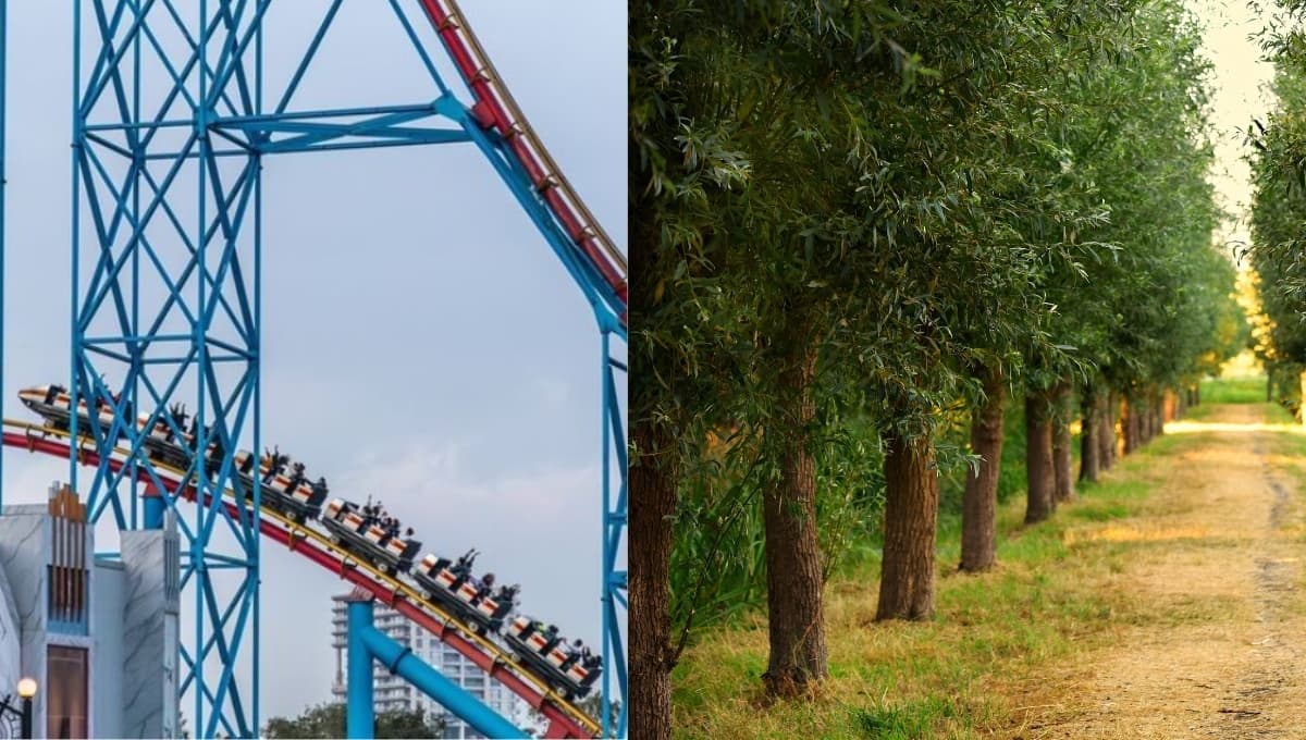 ¿Qué está pasando con Six Flags México y el Bosque de Tlalpan? Quieren talar árboles