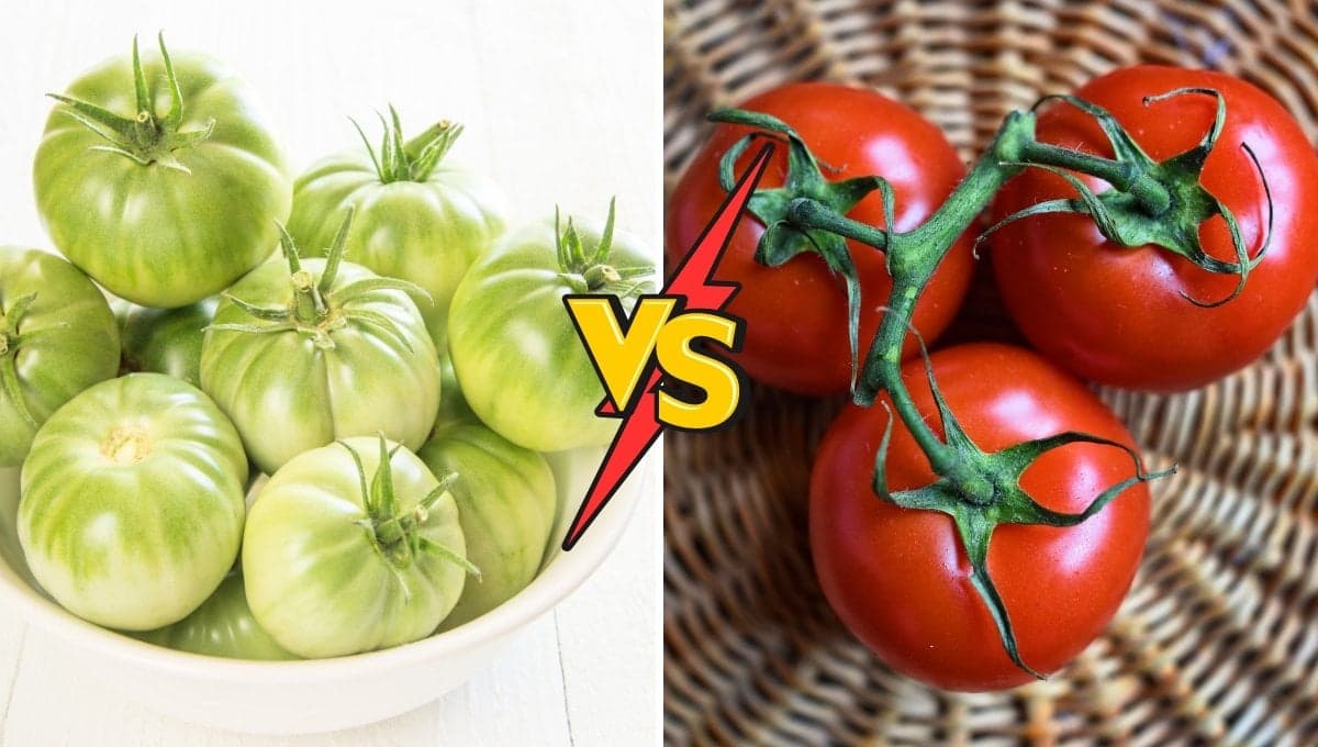 ¿Jitomate o tomate? Gente se pelea en redes por cómo se dice y esta es la forma correcta