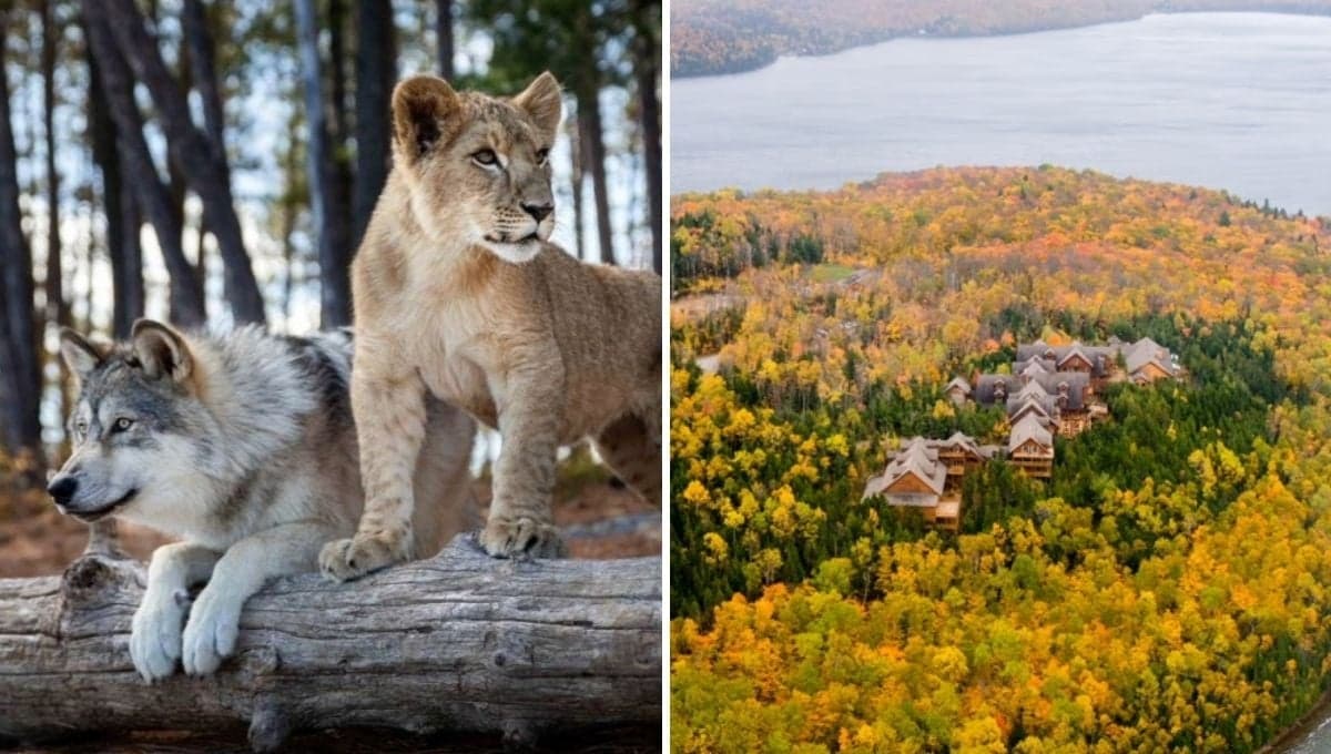 ¿Dónde viven Mozart y Dreamer ahora en Canadá? Aquí puedes encontrar en la vida real a los protagonistas de ‘El Lobo y el León’