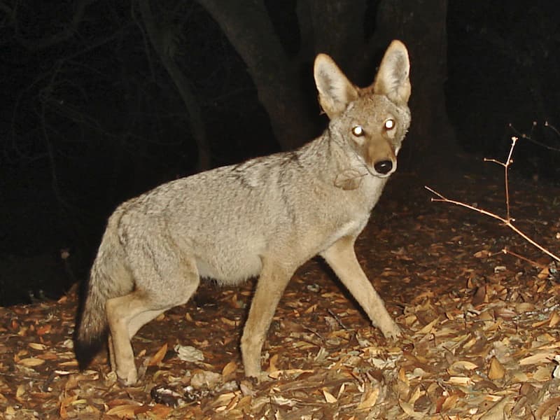 Un hombre confundió a un coyote con un perro al intentar rescatarlo