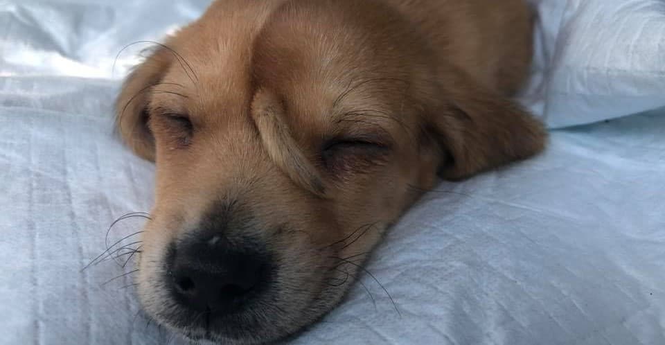 Rescatan a ‘perricorinio’: un perrito con una cola en la frente