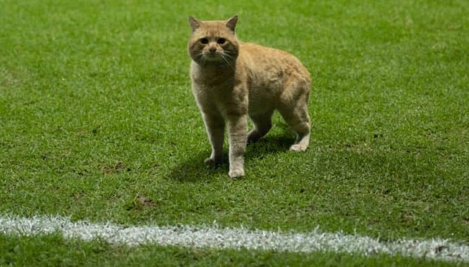 Bayern Munich quiere "fichar" a gato ‘choricito’; Selección Mexicana responde