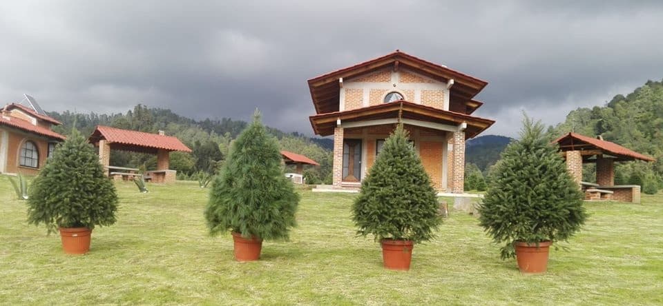 En estos lugares podrás rentar tu árbol de Navidad