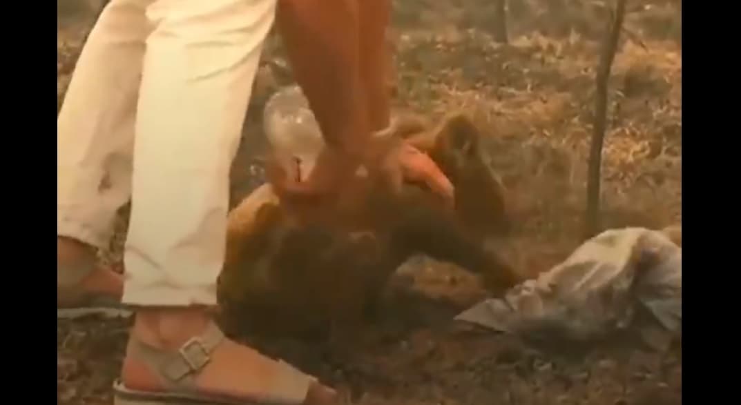 Muere Lewis: el koala rescatado del incendio de Australia