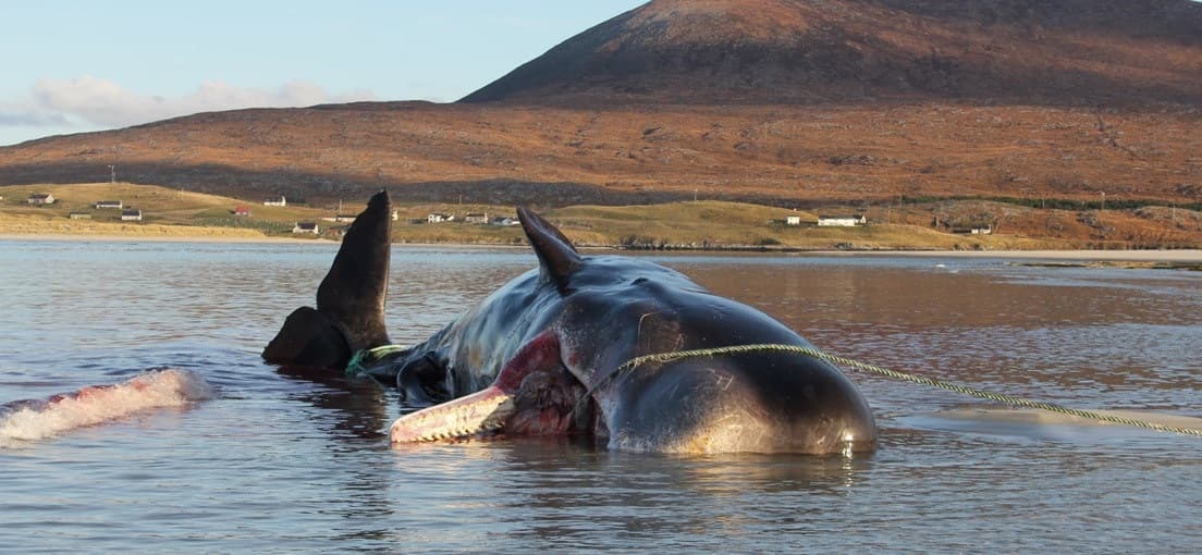 Cachalote muere varado en Escocia; tenía 100 kilos de basura en su estómago