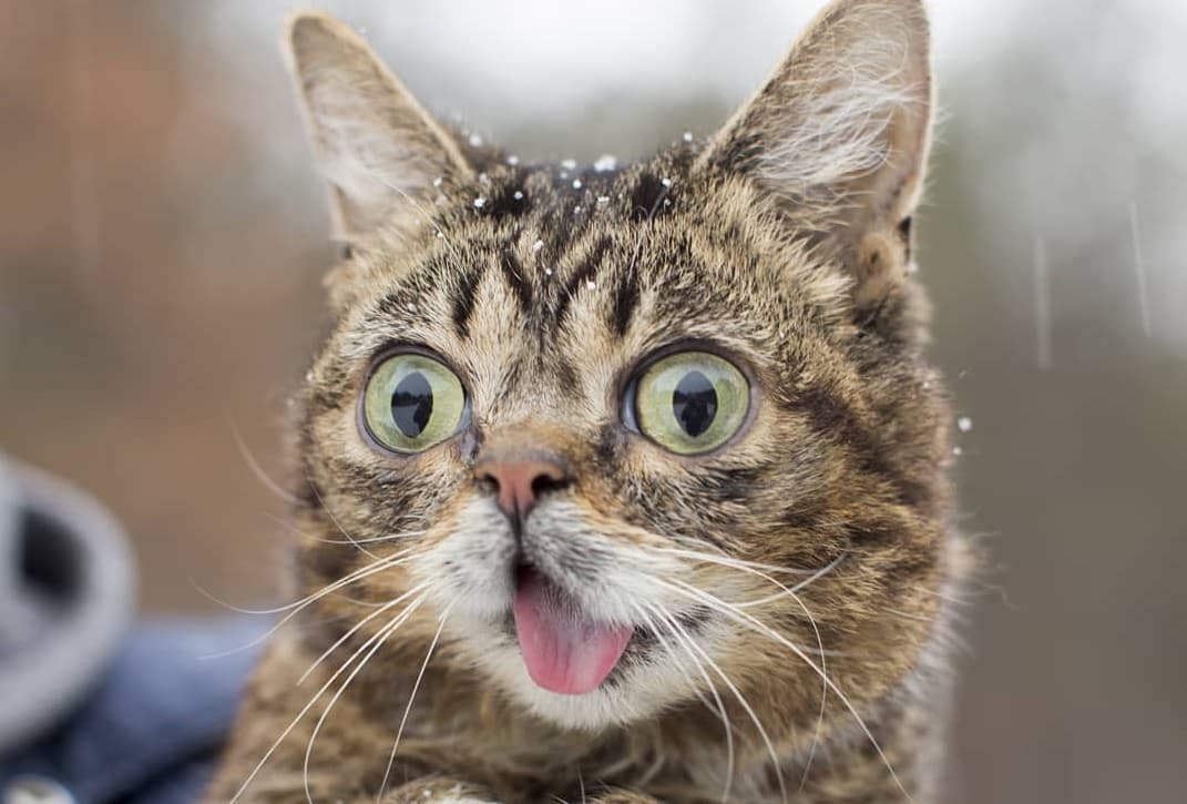 Murió Lil Bub la famosa gatita con enanismo de Instagram