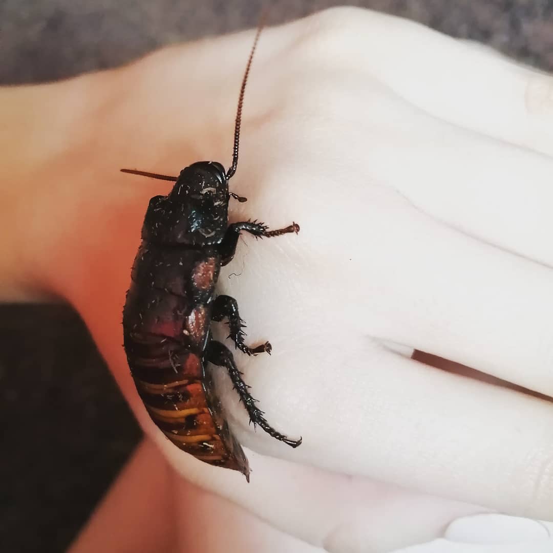 Operan a una cucaracha con éxito en Rusia