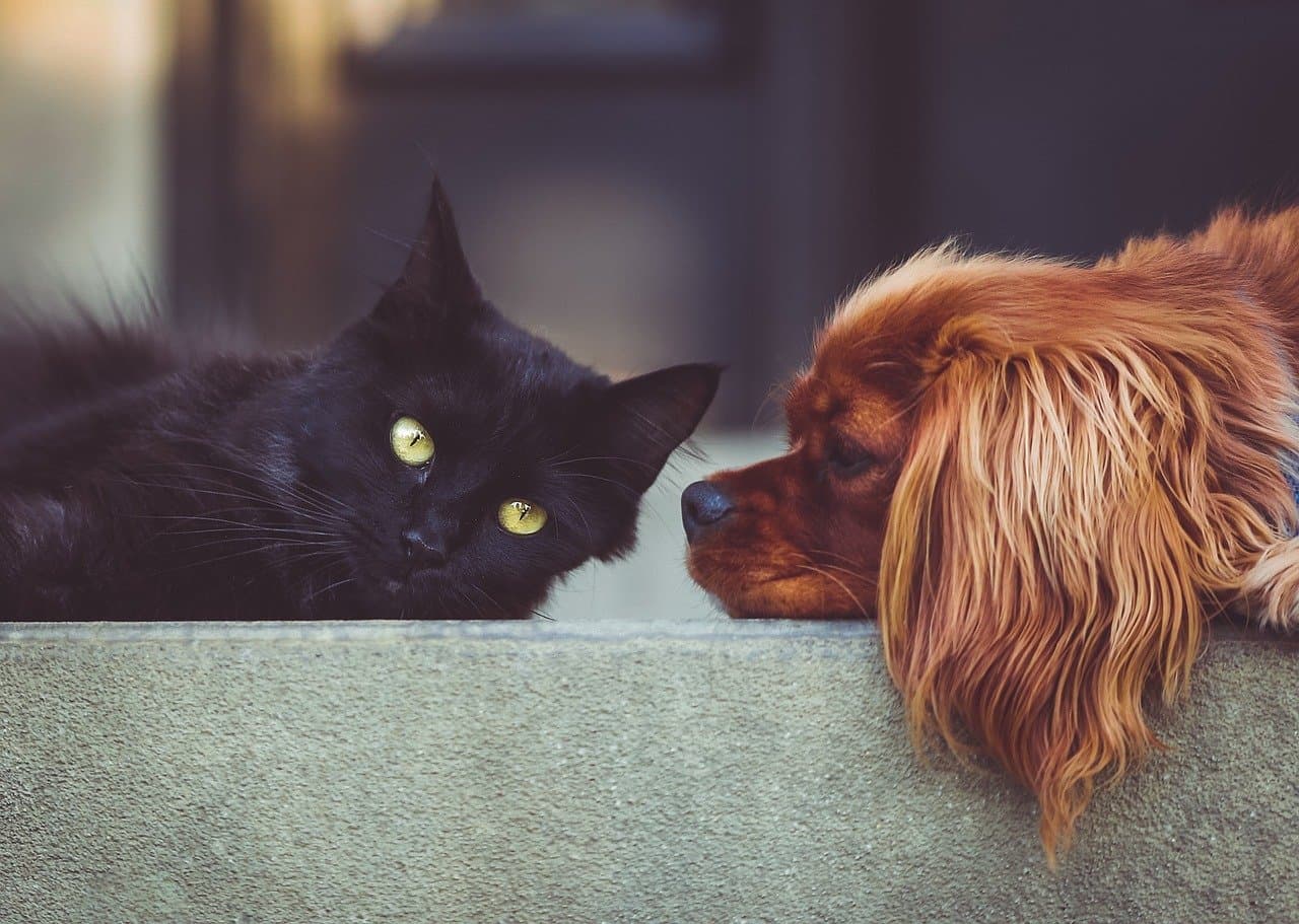 Qué pasos debes seguir si tu mascota resulta envenenada