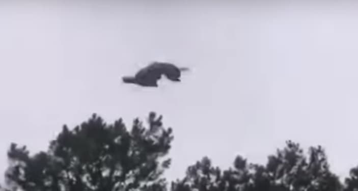 Cae cordero desde helicóptero a piscina de empresario de moda