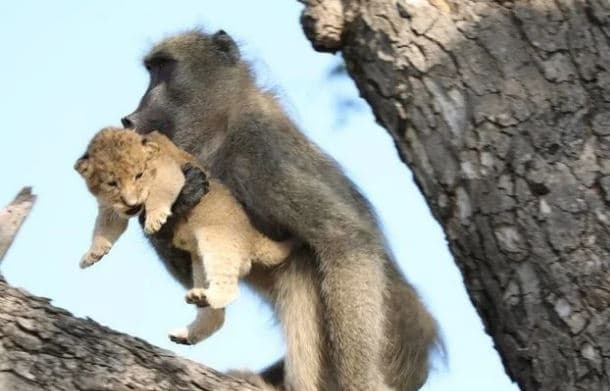 Babuino recrea escena de la película del Rey León