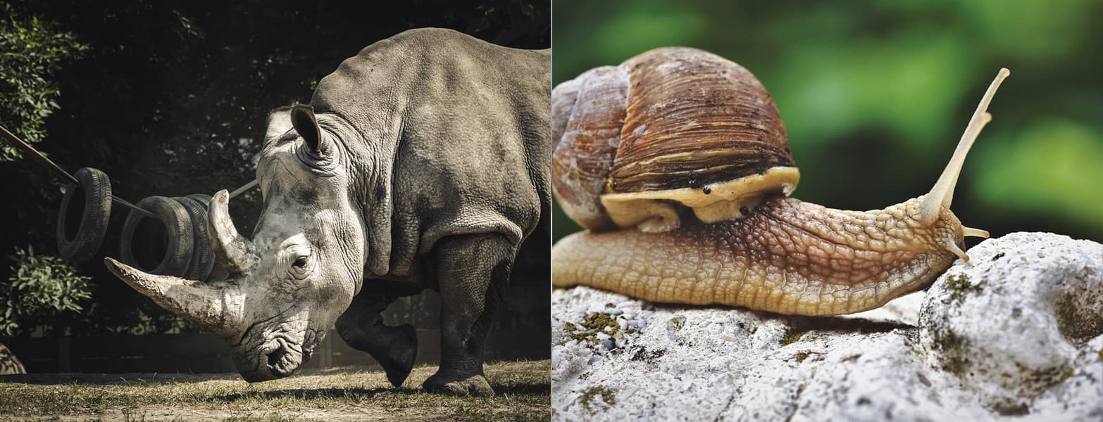 Estos fueron los animales declarados extintos en 2019