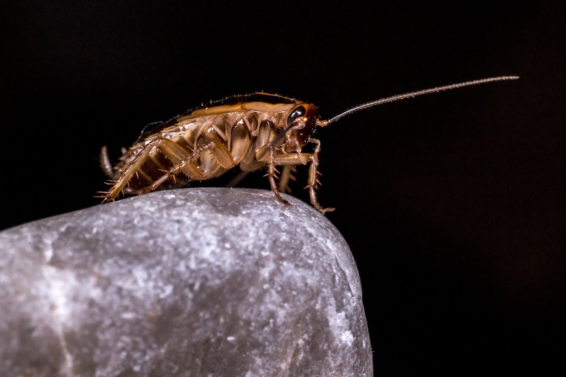 VIRAL: Podrás bautizar una cucaracha con el nombre de tu ex