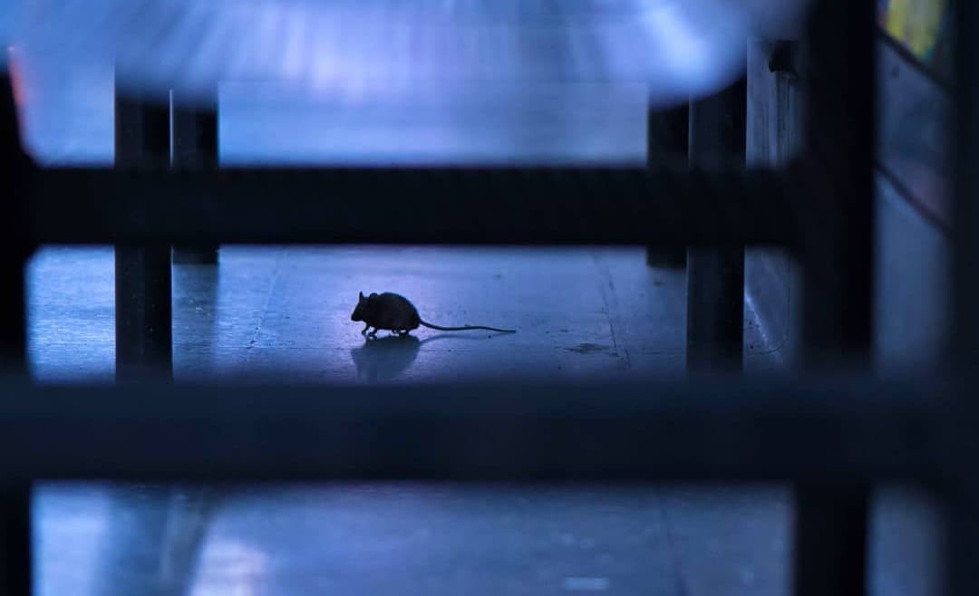 Ratones peleando en el metro ganan concurso de fotografía silvestre
