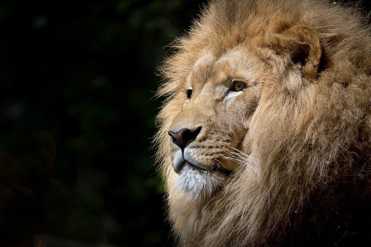 Suspenden clases en escuelas de Valle de Bravo por ataque de ‘felino’