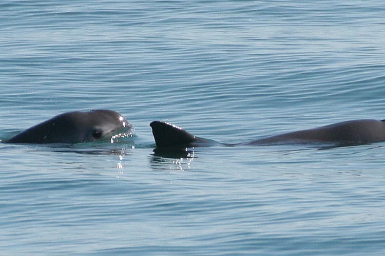VIDEO: Pescadores graban muerte de una vaquita marina