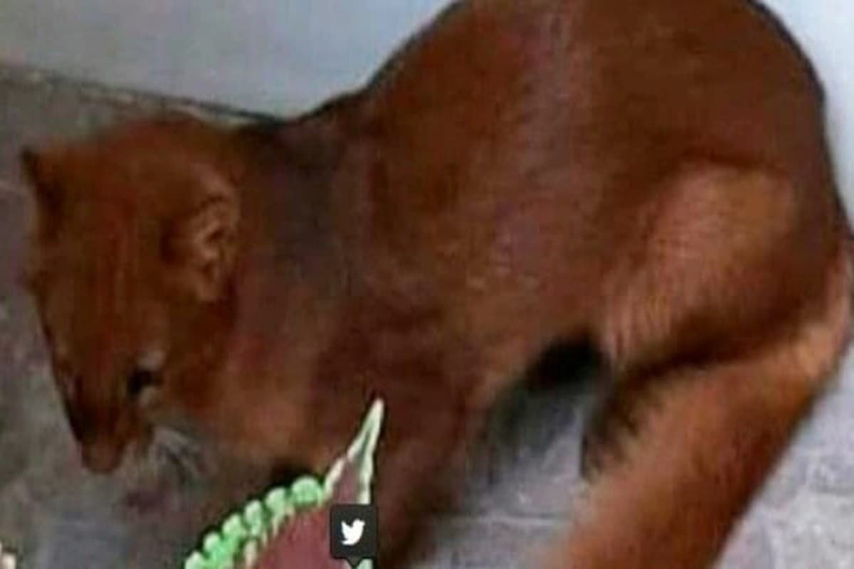 VIRAL: Puma en peligro de extinción se pasea por el patio de una casa