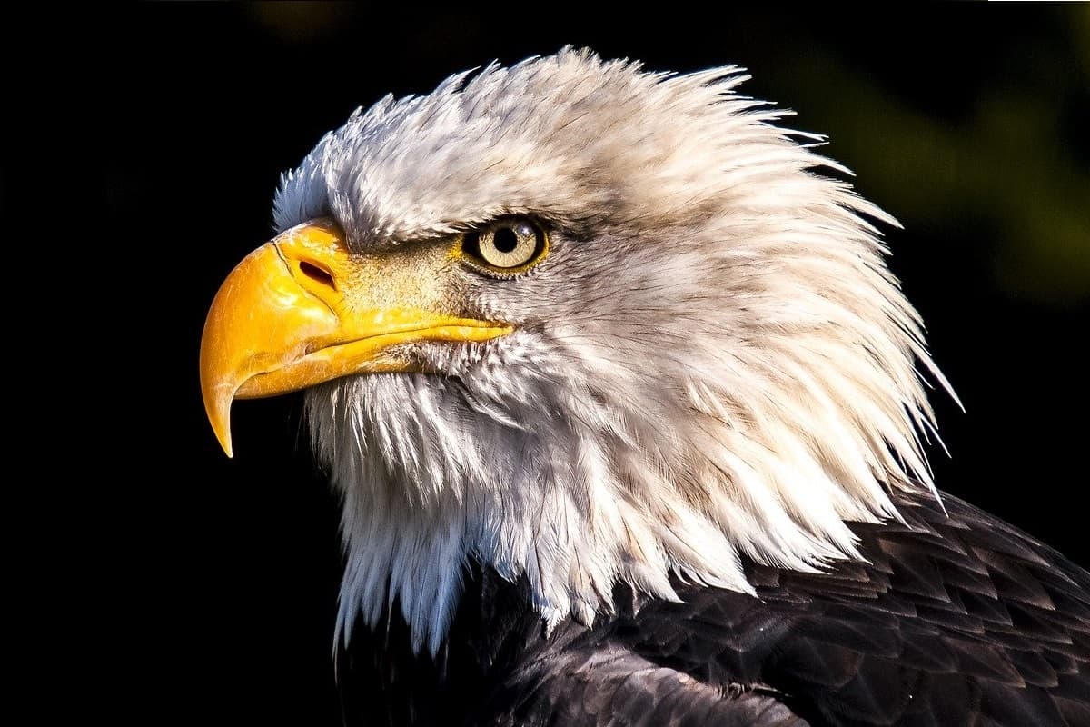 Águila de cola blanca es vista en Inglaterra después de 240 años