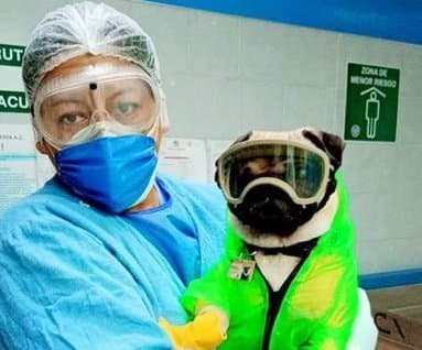 Perrito da terapia a médicos que luchan contra el coronavirus