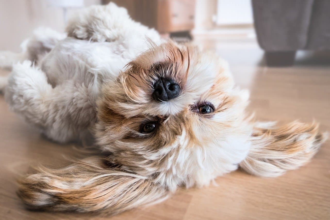 Regresa al trabajo: prepara a tu perro para quedarse de nuevo solo en casa