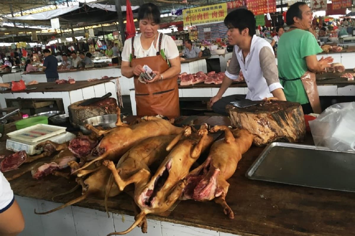 Festival de Carne de Perro inicia en China a pesar de la pandemia