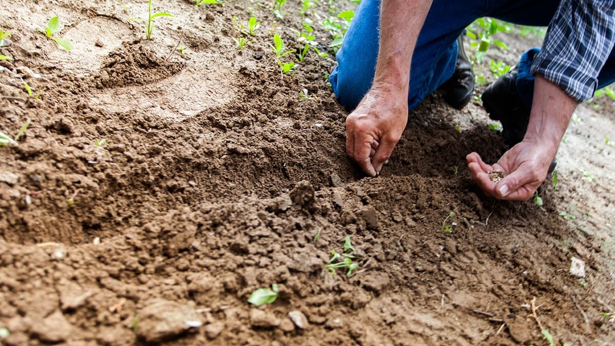 5 maneras de utilizar los restos del café en plantas