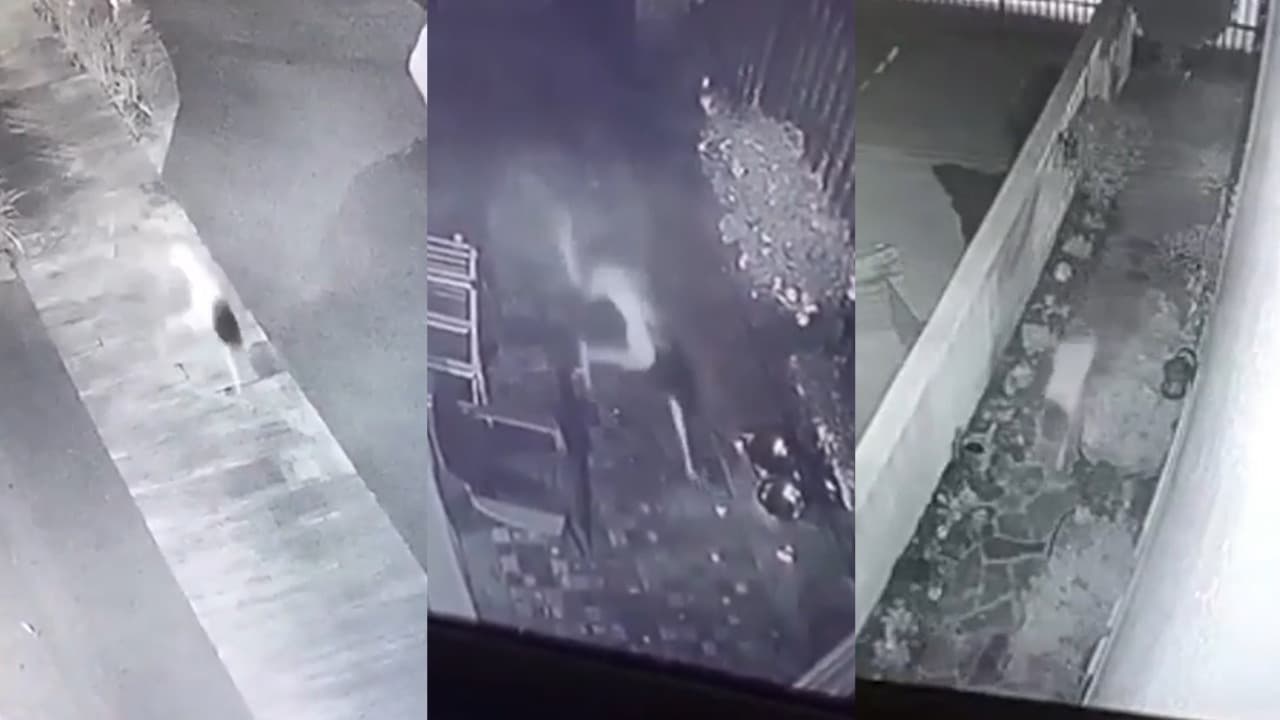 La "niña perro" de Tampico, historia que causa asombro en Tamaulipas