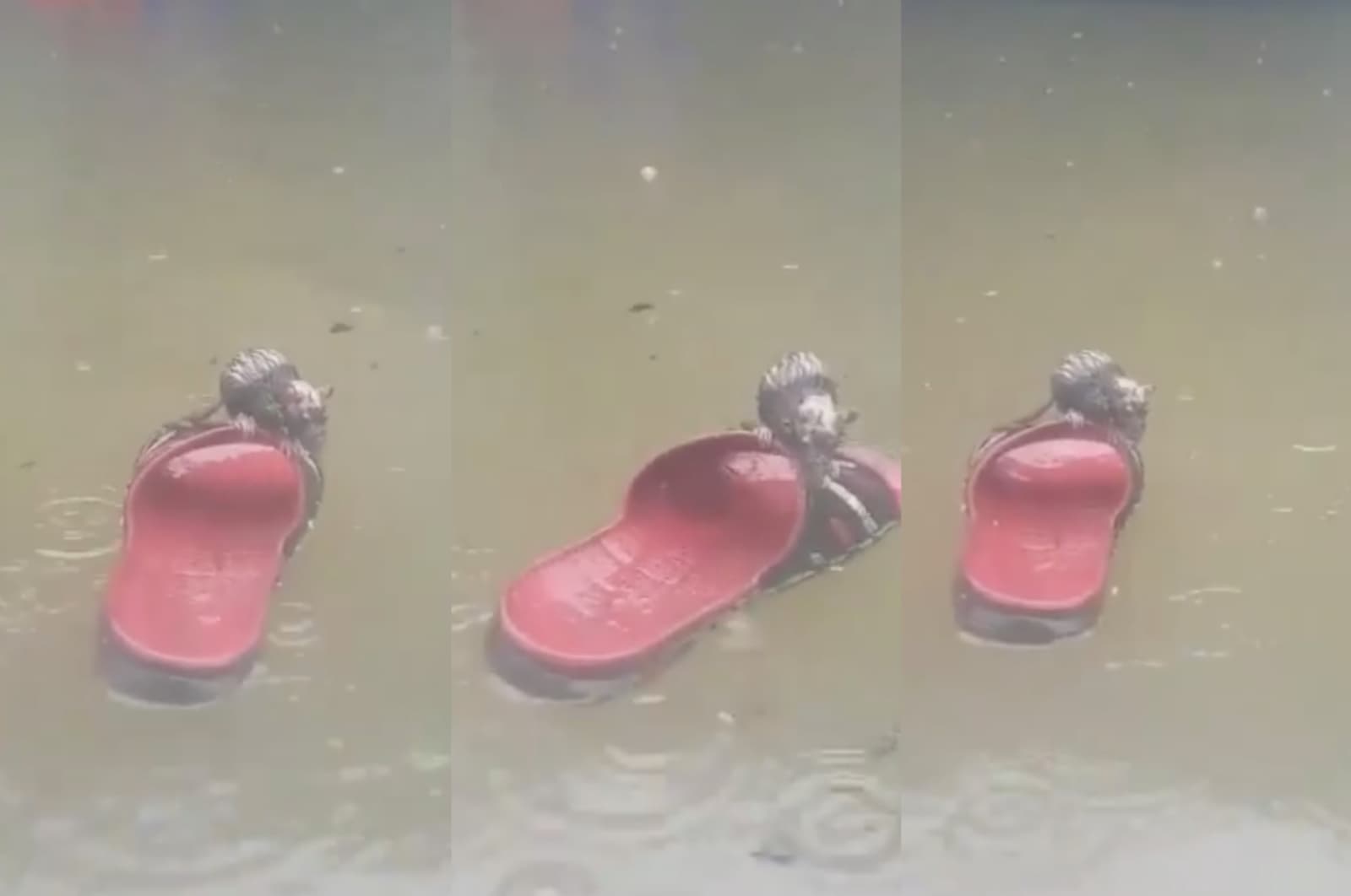 Rata se salva de inundación en chancla: aquí la verdadera historia