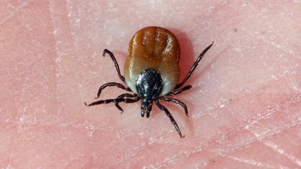 Nuevo virus mortal por garrapatas genera alerta en China