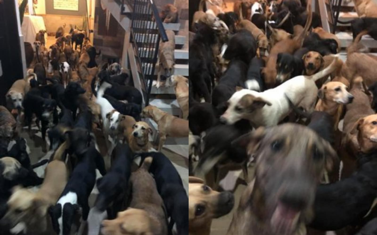 Hombre rescata a más de 300 animales para salvarlos del huracán Delta (FOTOS)