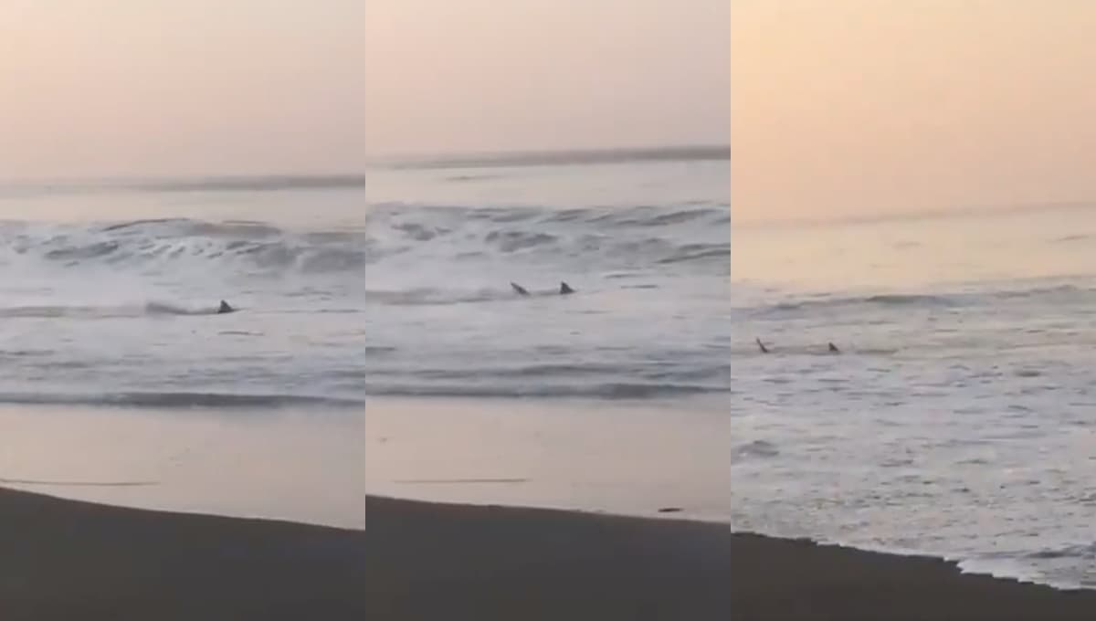 VIDEO VIRAL: En plenas vacaciones de Semana Santa 2021, captan TIBURONES en las playas de Mazunte, Oaxaca