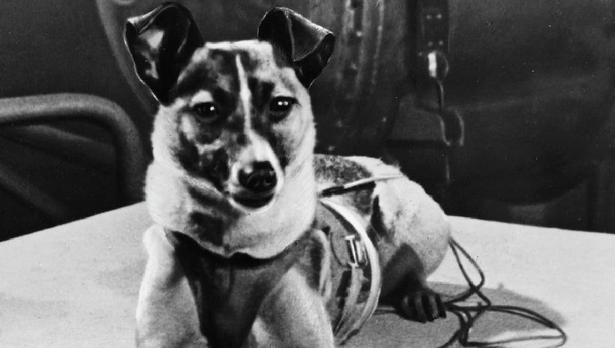 Laika, la perra que alcanzó el espacio hace 64 años