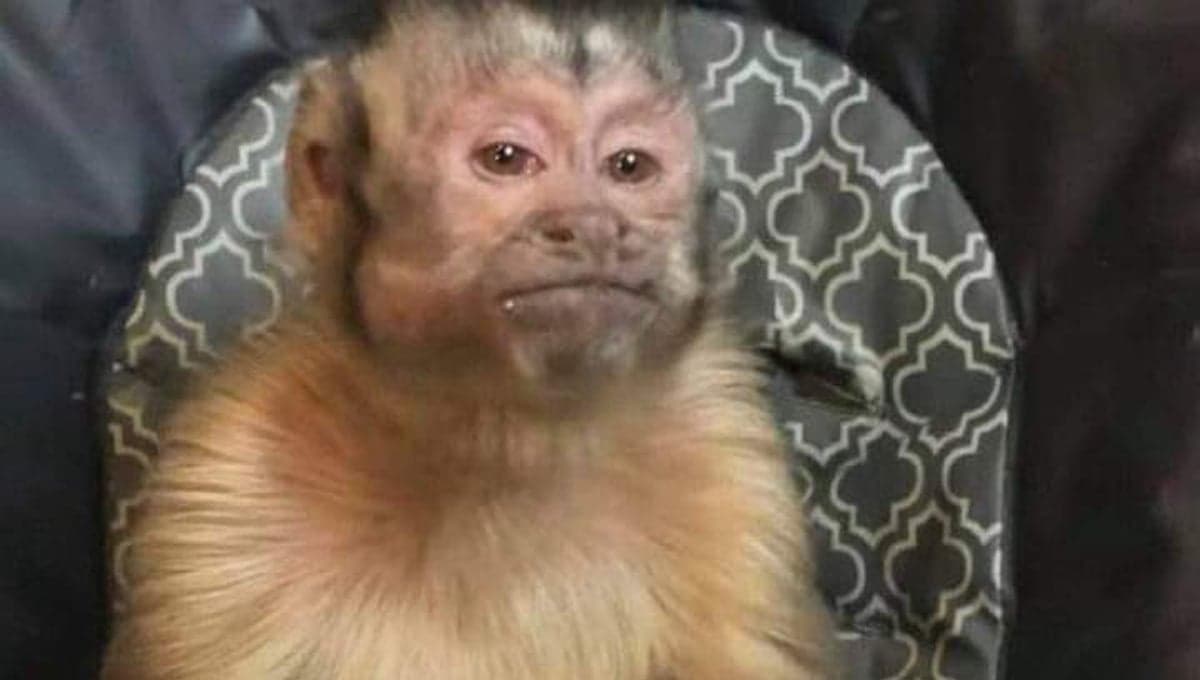 "¿Y no me hará daño así?", conoce el MEME del changuito que está rompiendo internet